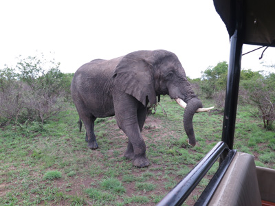 Elephant: Resting trunk on tusk, Kruger, South Africa 2013